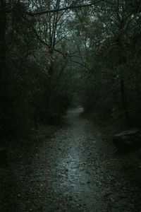 Serene Pathway Through a Darkened Woodland