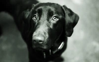 Black Labrador Retriever Puppy with Expressive Eyes