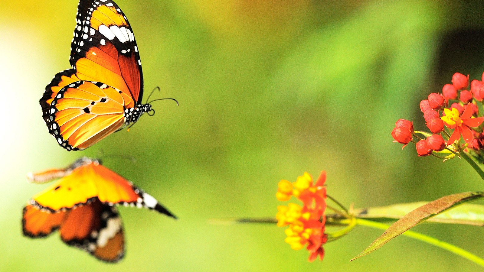 Lade insekt, monarchfalter, schmetterling, motten und schmetterlinge, wirbellose Hintergrund herunter