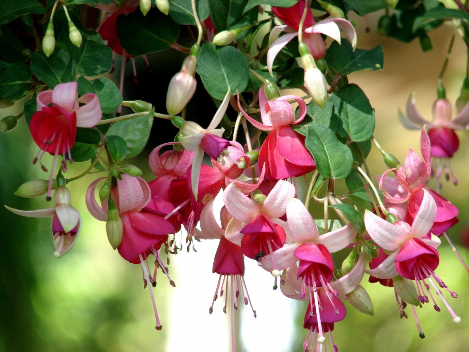 Es hängen viele fuchsien von einem baum im garten (staubblatt, blühende pflanze, pflanze, blütenblatt, mehrjährige pflanze)