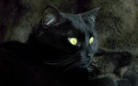 Gato preto místico com olhos amarelos marcantes