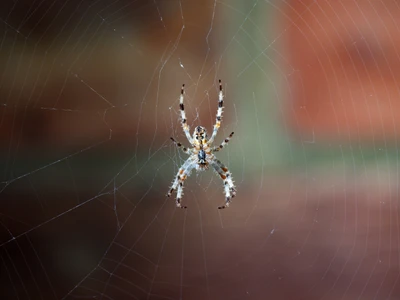 Teia de aranha intrincada com um aracnídeo colorido no centro