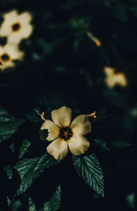 Elegant Yellow Wildflower Amidst Lush Greenery