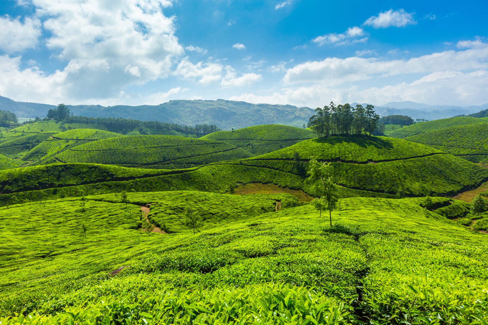 Скачать обои теккади, thekkady, алаппужа, alappuzha, кочи