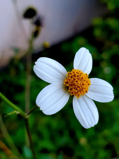 Flor blanca delicada de la familia de las margaritas con un centro amarillo brillante