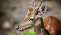 veado, fauna, corno, chifre, animal terrestre