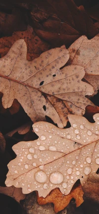 Water-Drenched Brown Leaves on Rich Vegetation