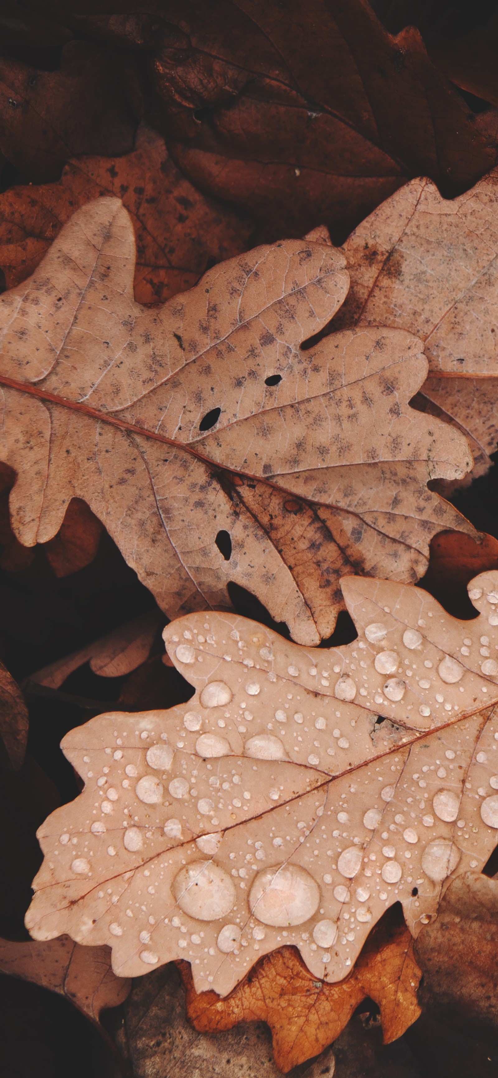 A close up of a leaf with water droplets on it (brown, plant, water, leaf, tree)