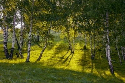 Bosquet de bouleaux ensoleillé dans un paysage forestier serein