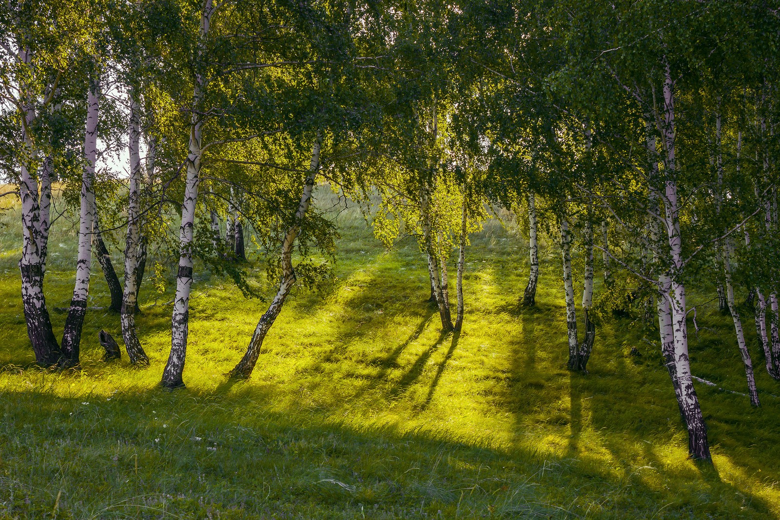 Lade natur, gehölz, birke, baum, natürliche landschaft Hintergrund herunter