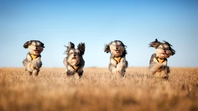 diversão, raça de cachorro, pradaria, ecorregião, céu