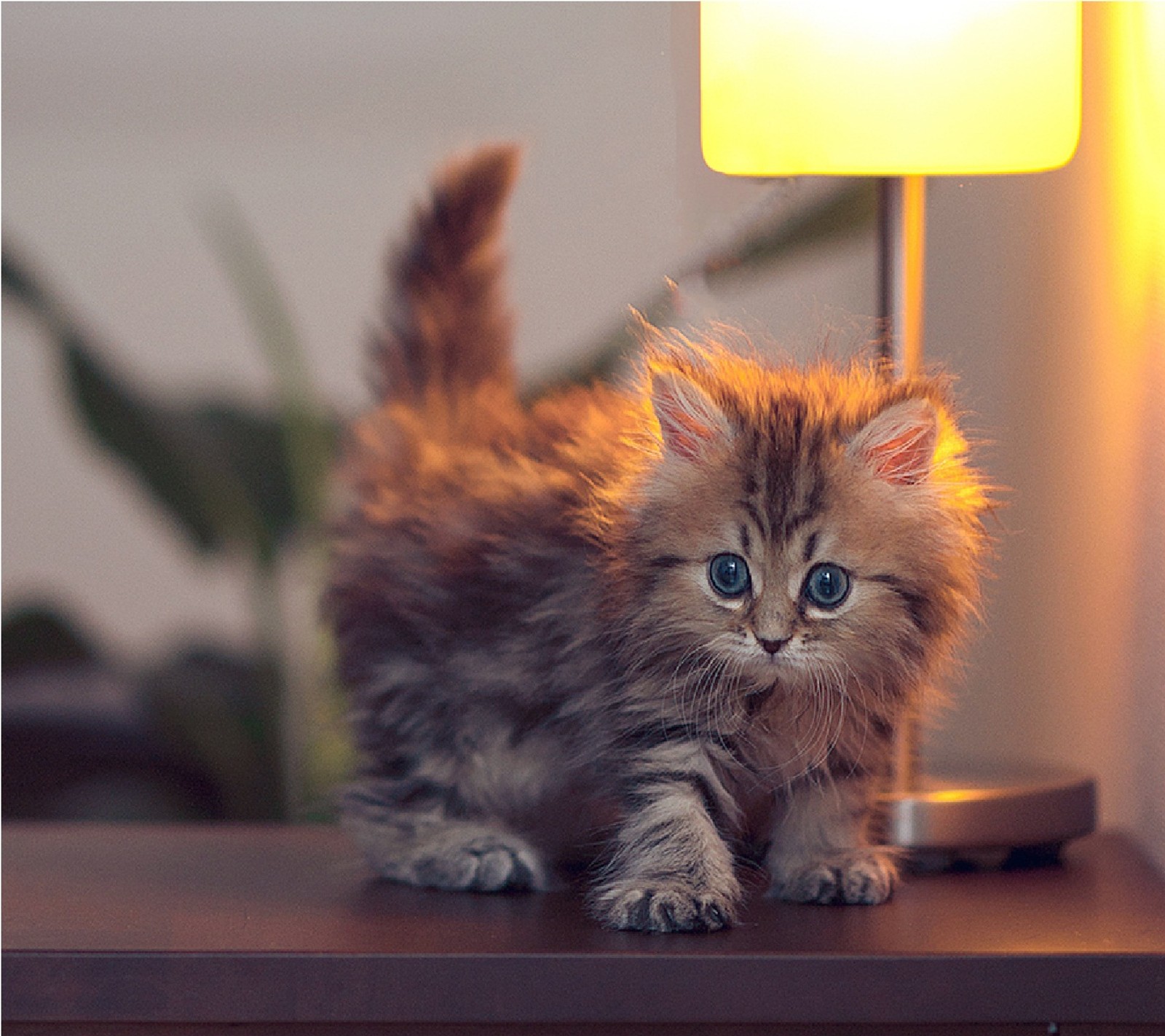 There is a small kitten that is standing on a table (cat, cute, kitty, walls)