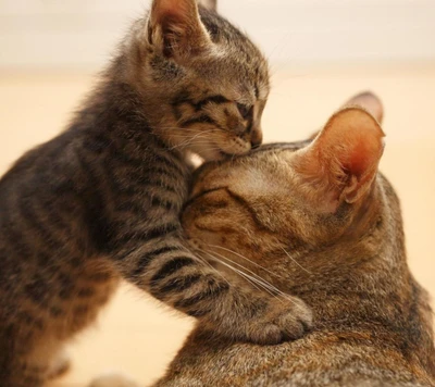 Um momento terno entre um gatinho e sua mãe.