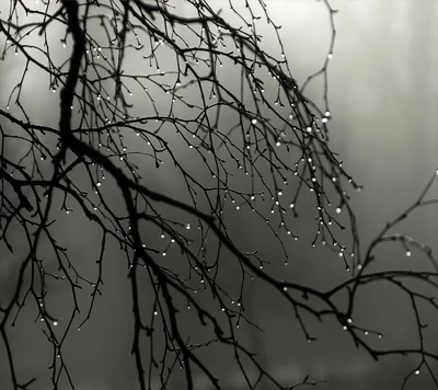 gouttes de rosée, pluie