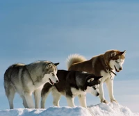 Três huskies brincalhões explorando uma paisagem nevada sob um céu azul claro.