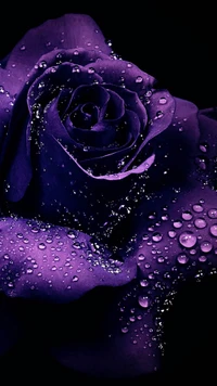 flor, roxo, chuva, rosas