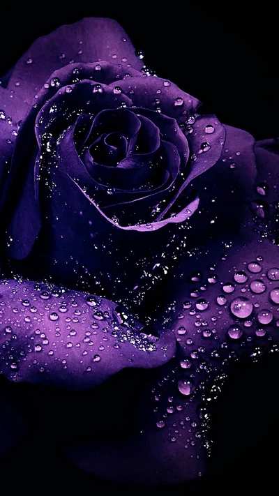 flor, roxo, chuva, rosas