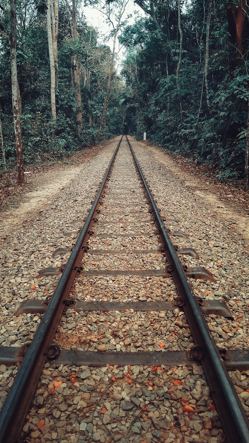 Железнодорожные пути проходят через лес (лес, зелёный, природа, rail road, камни)