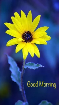 flower, good morning wallpaper