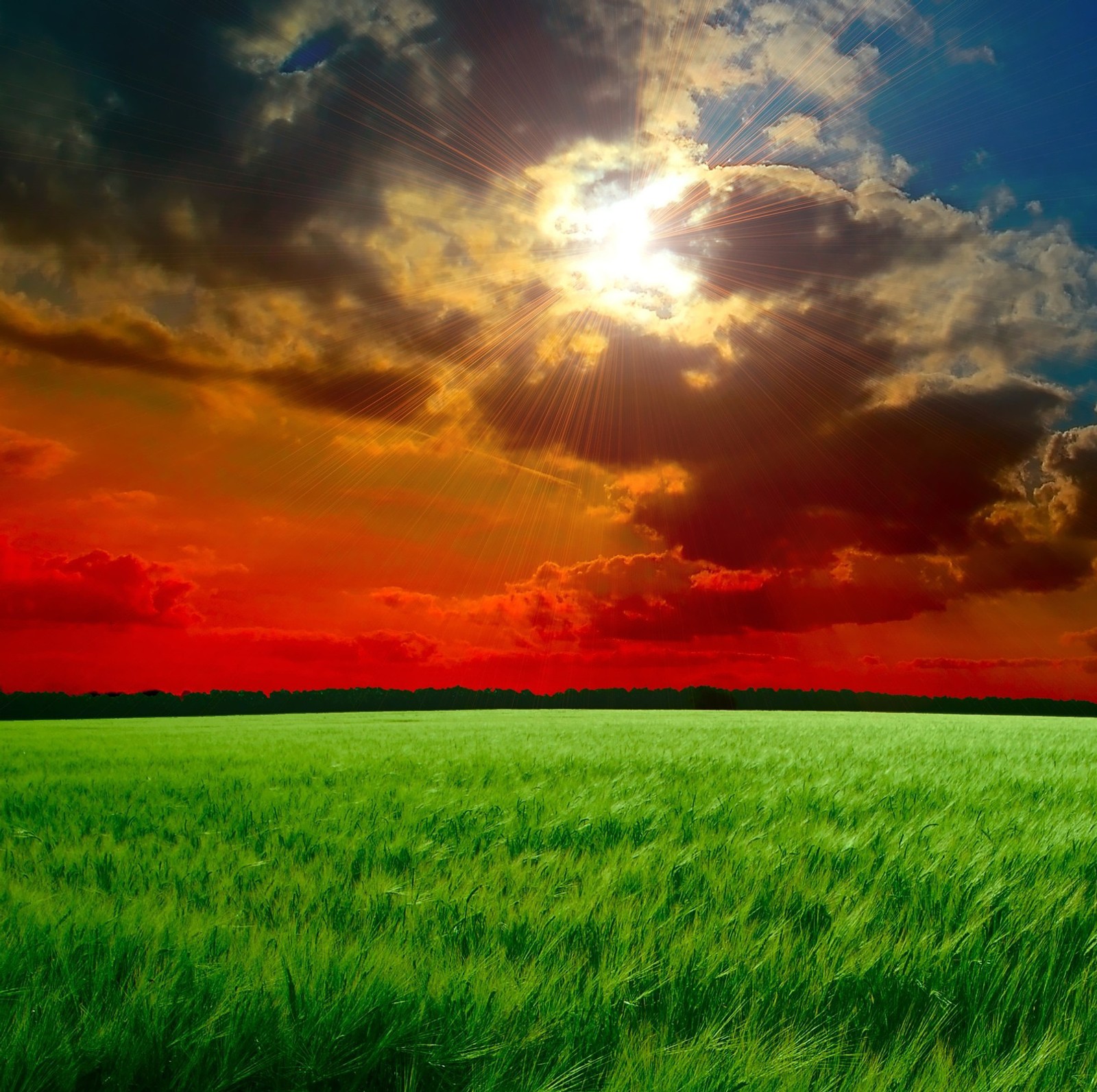 A close up of a field of grass with the sun in the background (field, green)