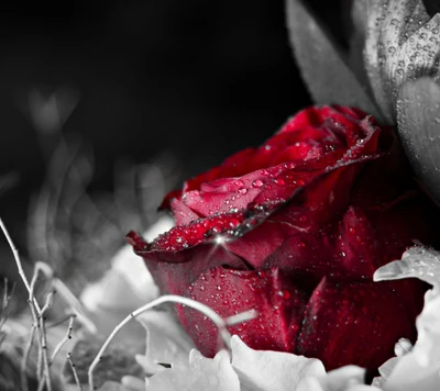 A vibrant red rose adorned with droplets, nestled among delicate white petals.