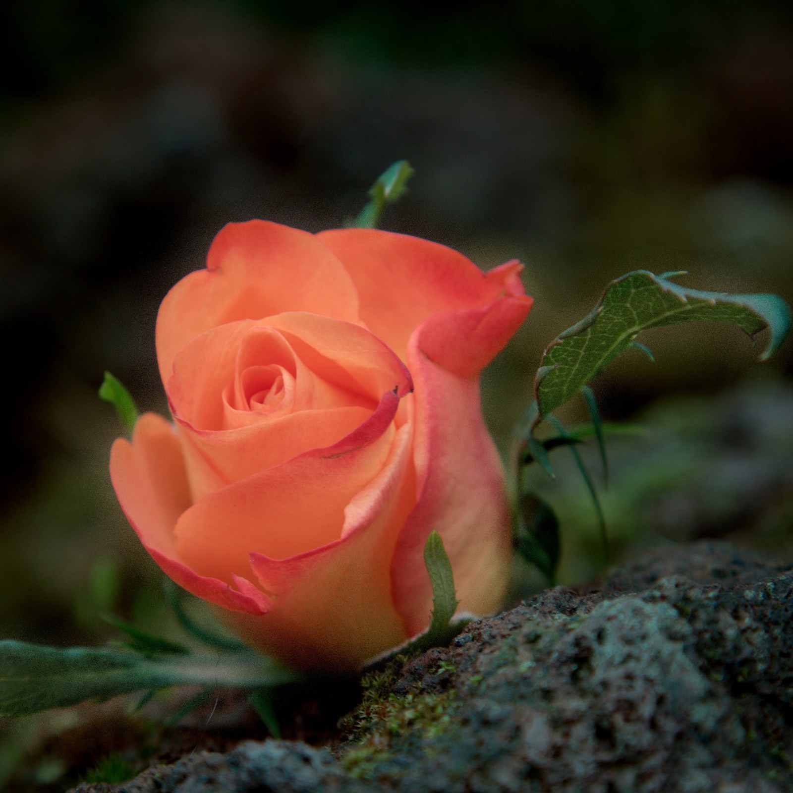 Il y a une rose qui repose sur une pierre. (amour, rose)