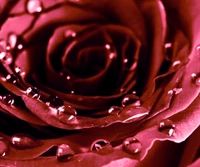 flower, love, rose wallpaper