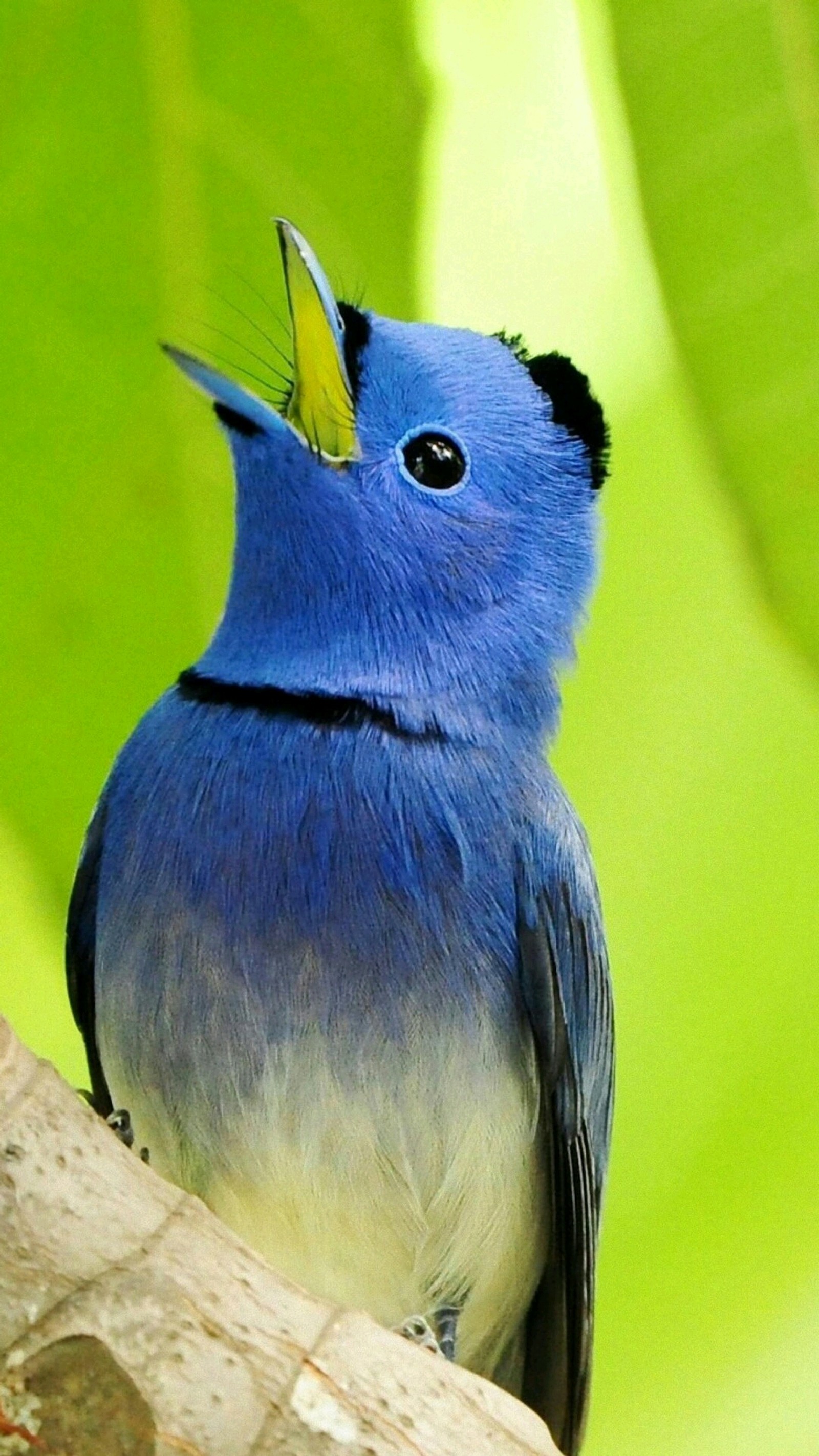 Ein blauer vogel mit einem gelben schnabel sitzt auf einem ast (vogel, niedlich)