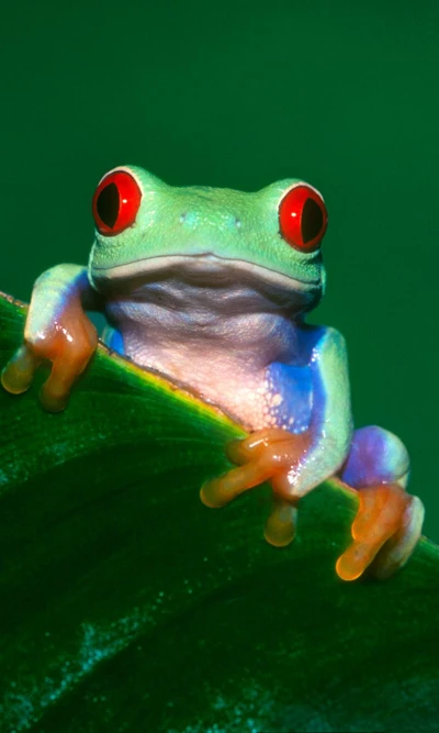 Grenouille arboricole aux yeux rouges vibrants sur une feuille