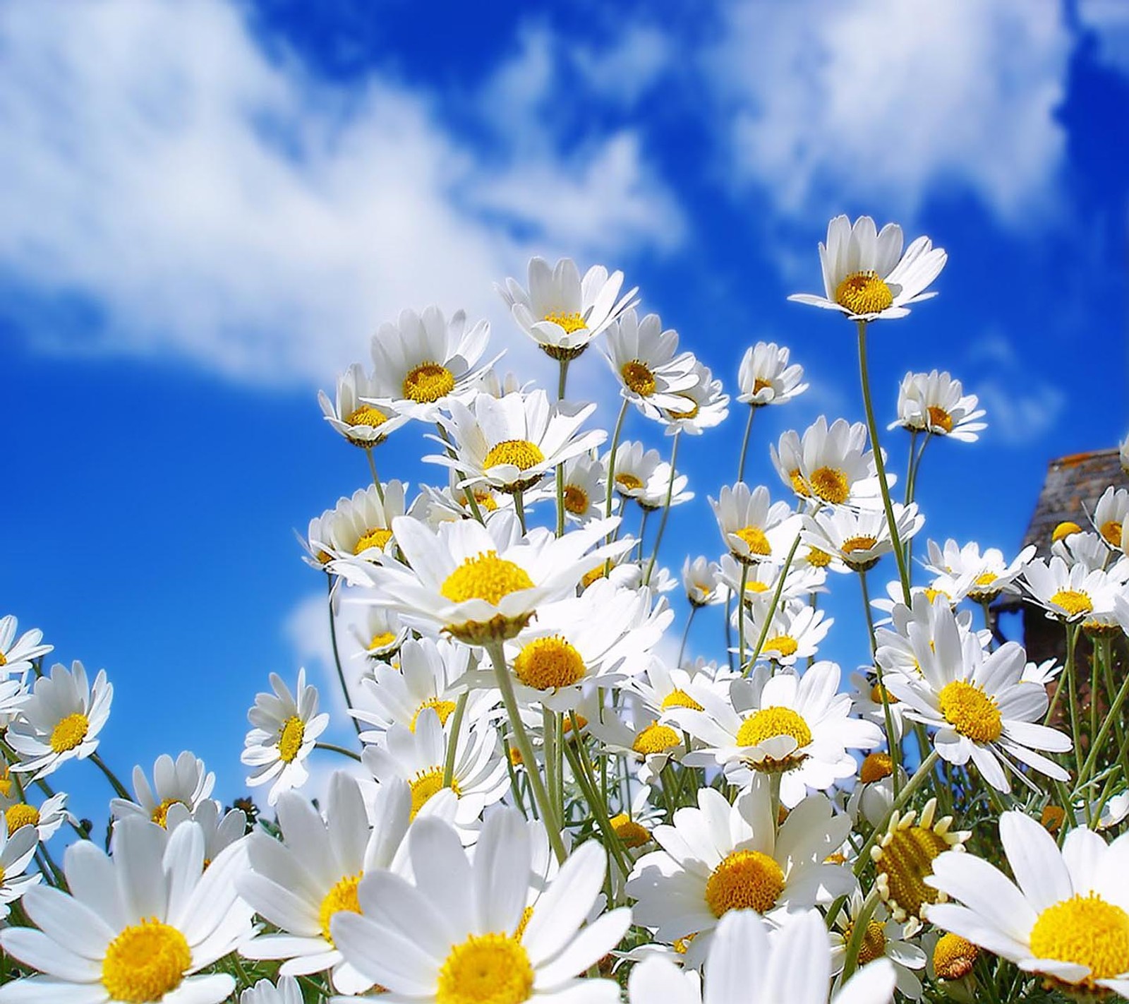 Há muitas flores brancas no campo com um céu azul (olhar, legal)