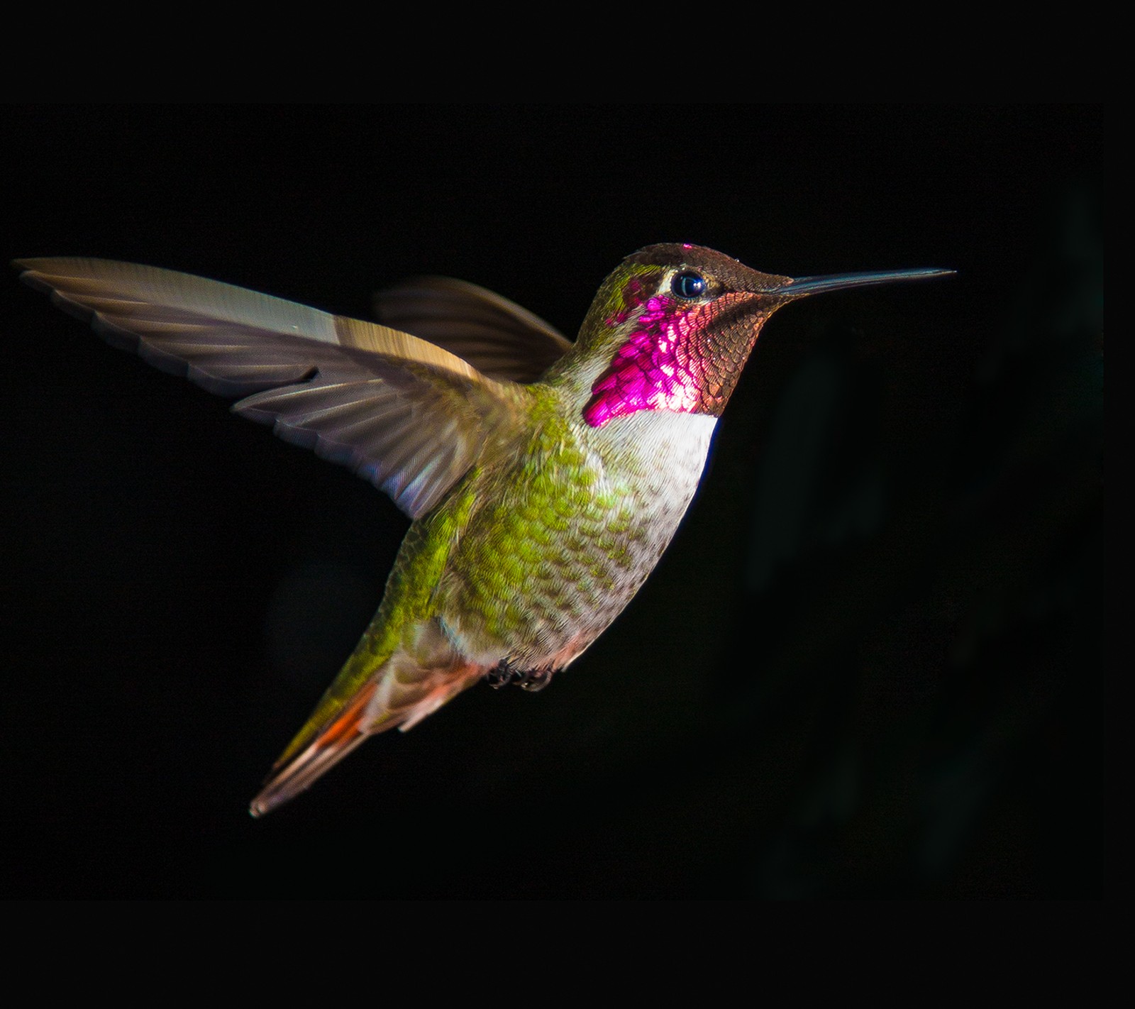 Lade vogel, fliegen Hintergrund herunter