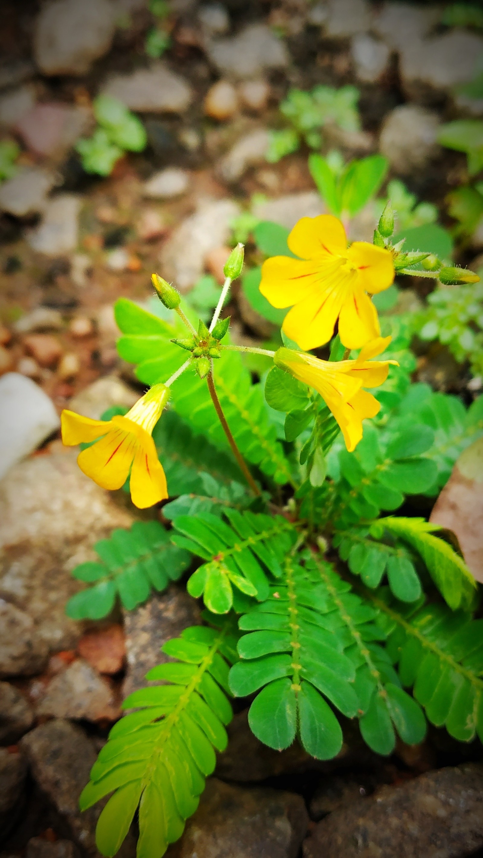 Há uma pequena flor amarela crescendo do chão (flor, mukkutti, small plant, amarelo)