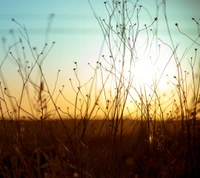 campo, natureza, sol, nascer do sol, vintage