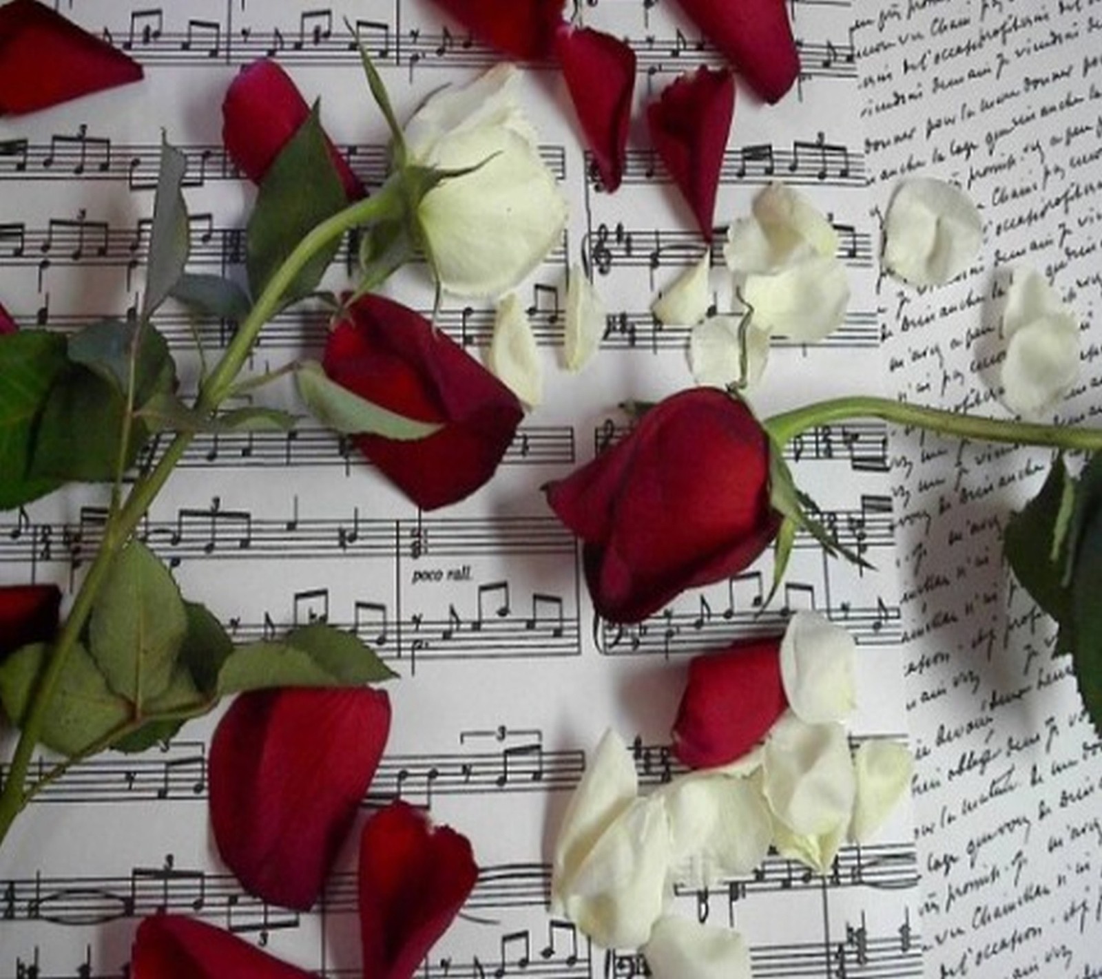 Roses and music sheet with sheet music in the background (beautiful, roses)