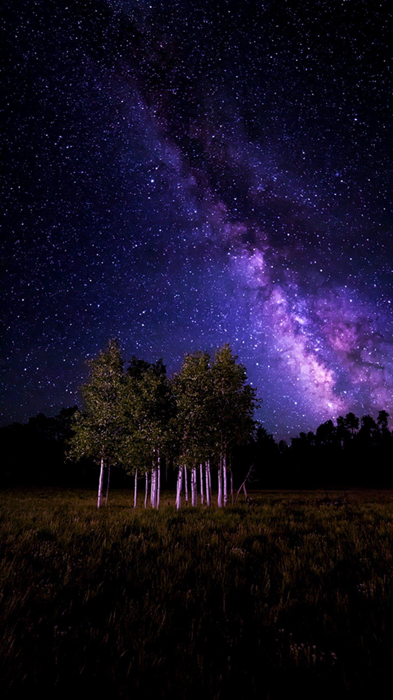 Céu estrelado com um campo de árvores e algumas estrelas (céu, estrelado)