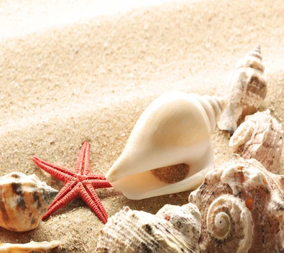 Vista costeira em HD com conchas e estrelas do mar na praia de areia