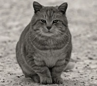 A striking black and gray cat sitting calmly in a snowy landscape.