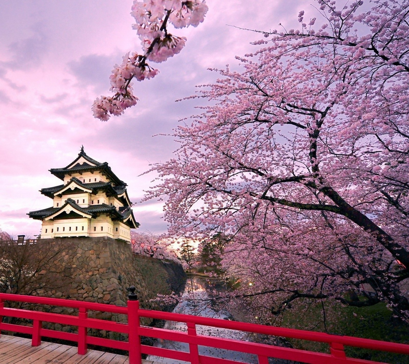 Draufsicht auf ein japanisches schloss mit kirschblüten im vordergrund (kirschbaum, zuhause, japanisch, landschaft)