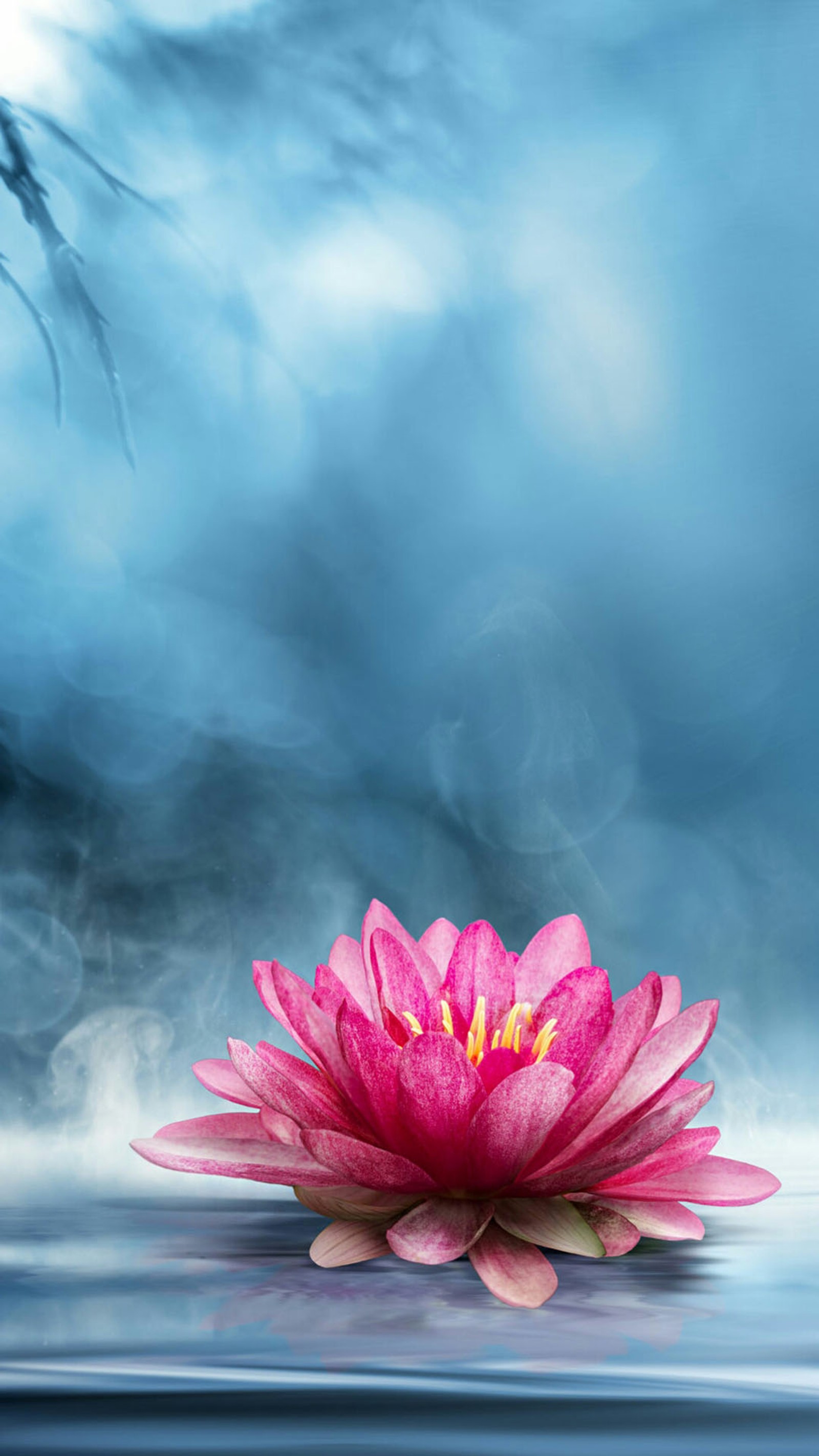 There is a pink flower that is sitting on a table (background, blue, flower, lake, lotus)