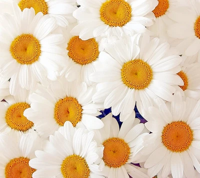 A vibrant display of cheerful daisies in full bloom.