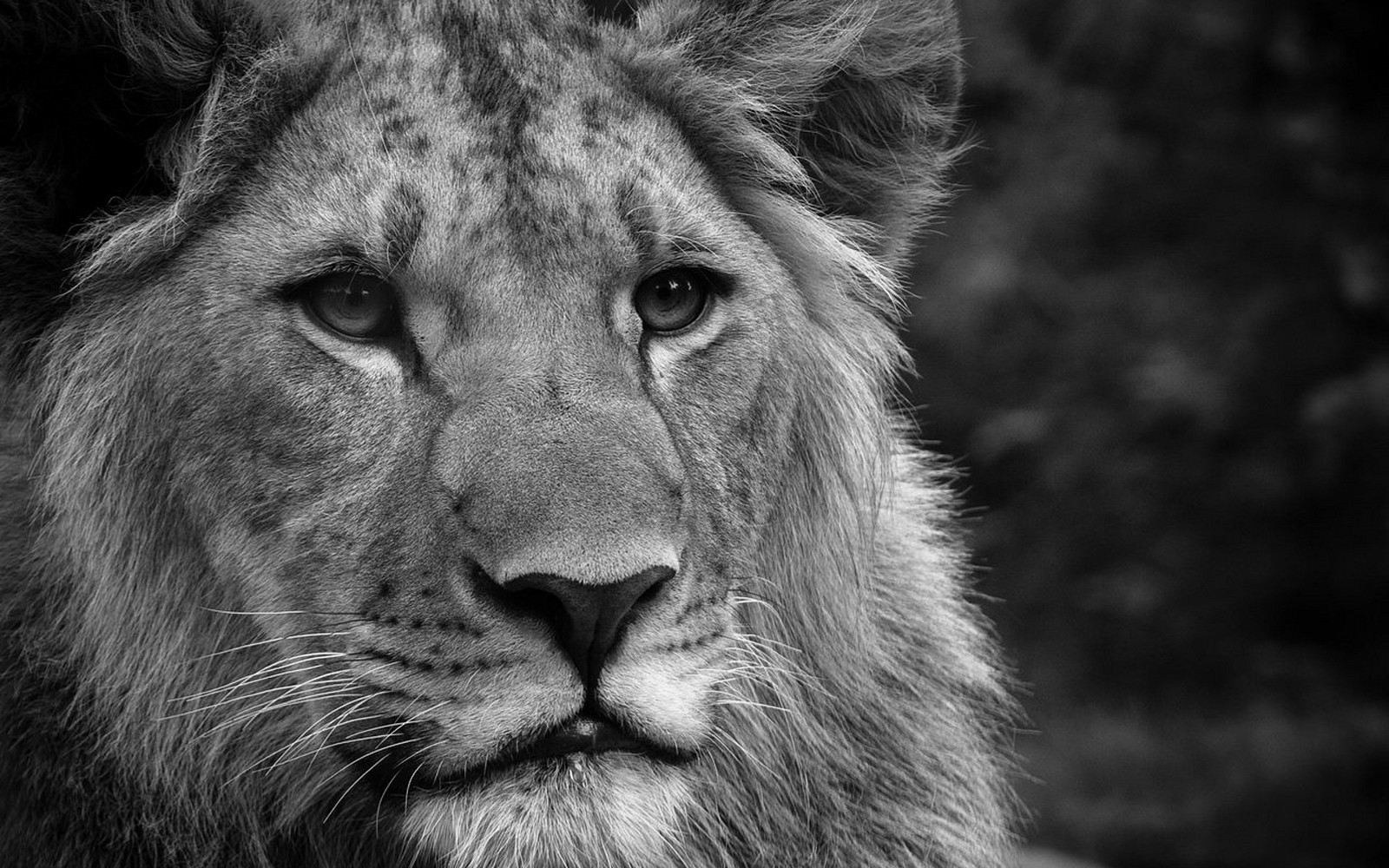 Uma foto em preto e branco de um leão com uma cabeça muito grande (leão, preto e branco, fauna, fotografia monocromática, mamífero)