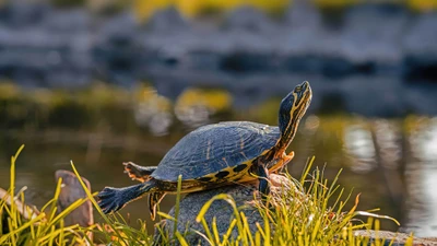 Tortuga de vientre amarillo tomando el sol en una roca