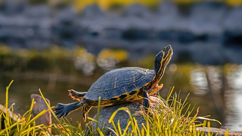 Черепаха сидит на камне у воды (черепаха, yellow bellied slider, животное, животные)