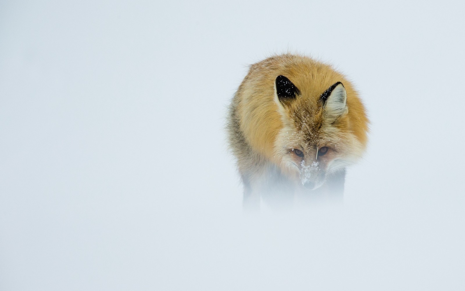 There is a fox that is walking through the snow (animal, red fox, fox, snout, wildlife)