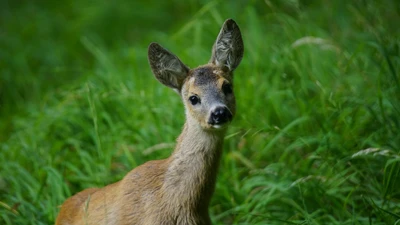 wildlife, deer, roe deer, terrestrial animal, grass