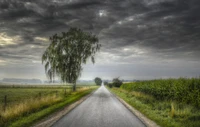 nube, árbol, camino, campo, mañana