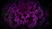 Vibrant Purple Floral Pattern Against a Dark Background