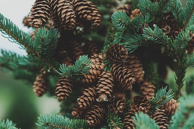 Cones de larício entre ramos perenes