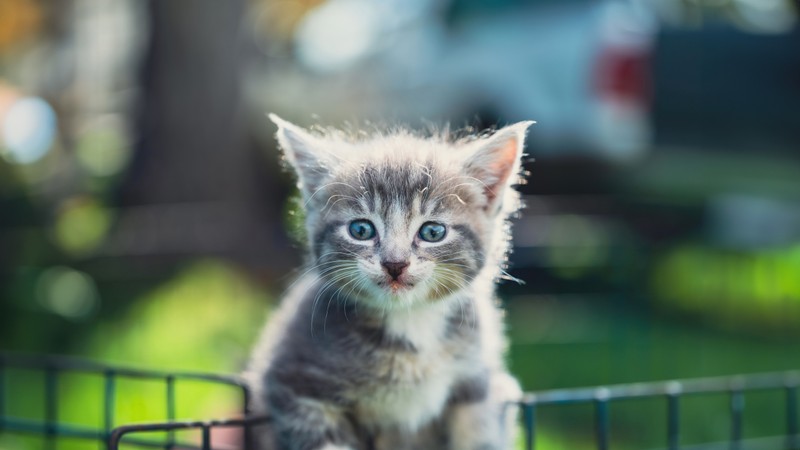 Находится маленький котенок, сидящий в маленькой металлической корзине. (котёнок, крупный план, 5k, размытие фона, животные)