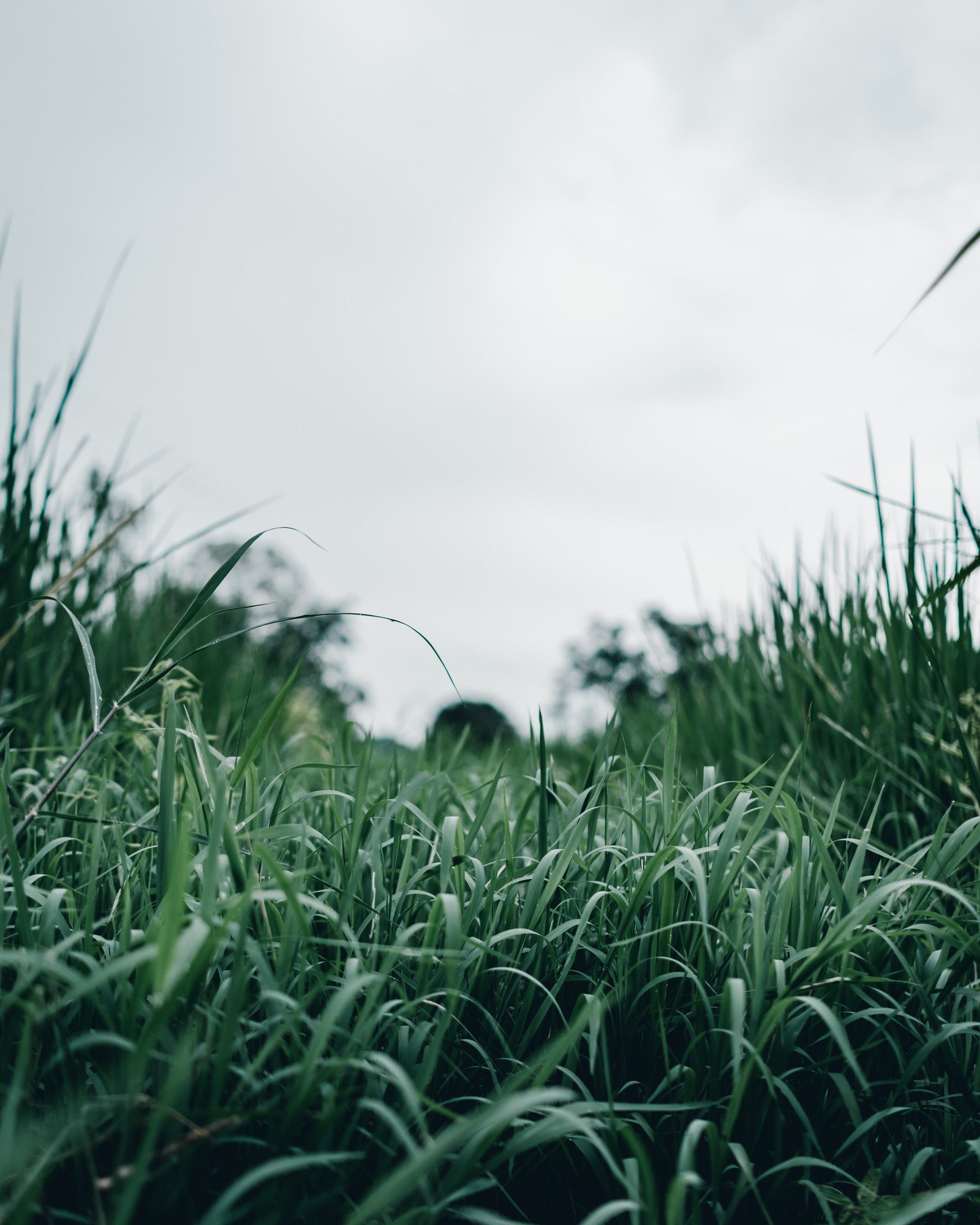 Lade natürliche landschaft, vegetation, rasen, baum, gras Hintergrund herunter